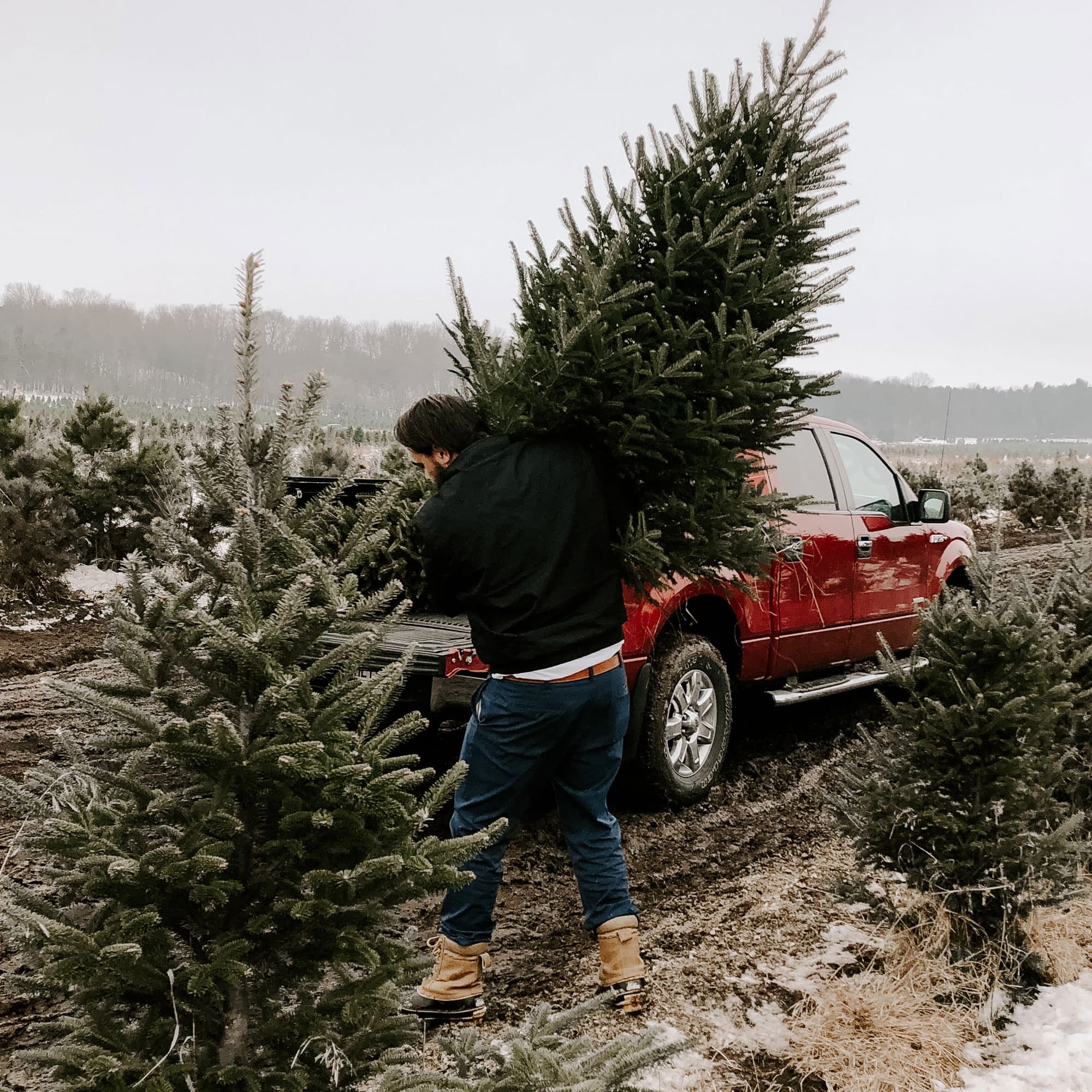 Loading a fresh-cut spruce for delivery